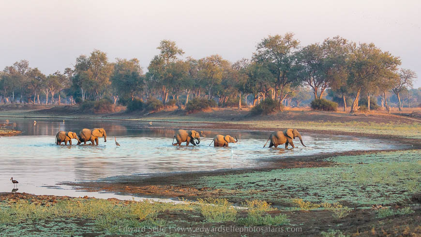 Wildlife image from photo safari with edward selfe in south luangwa national park.
