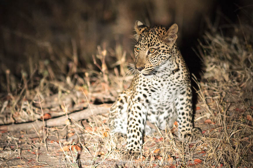 Wildlife image from photo safari with edward selfe.