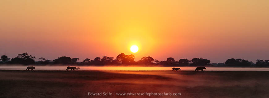 Wildlife image from a photo safari with edward selfe.
