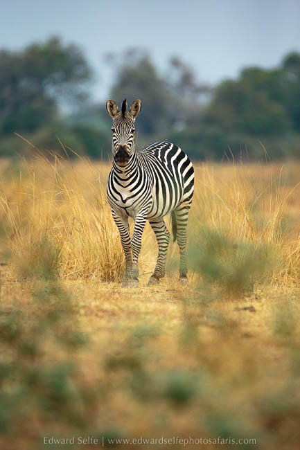 Wildlife image from photo safari with edward selfe in south luangwa national park.