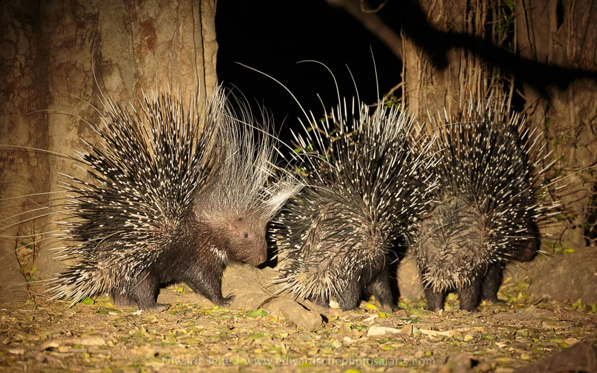 Wildlife image from photo safari with edward selfe in south luangwa national park.