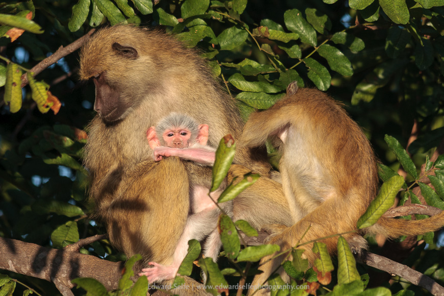 A baby white baboon, covered in white hair in South Luangwa National Park
