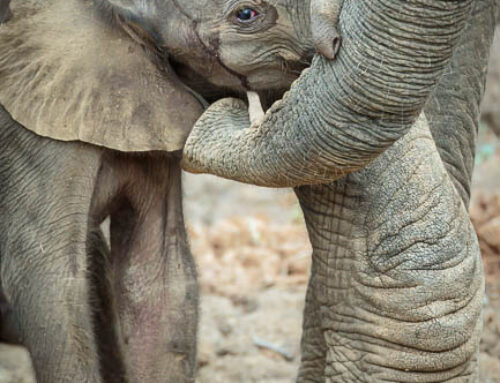 Wildlife: a New Life in Luangwa