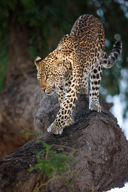 Images of wildlife from photo safari with edward selfe in zambia.