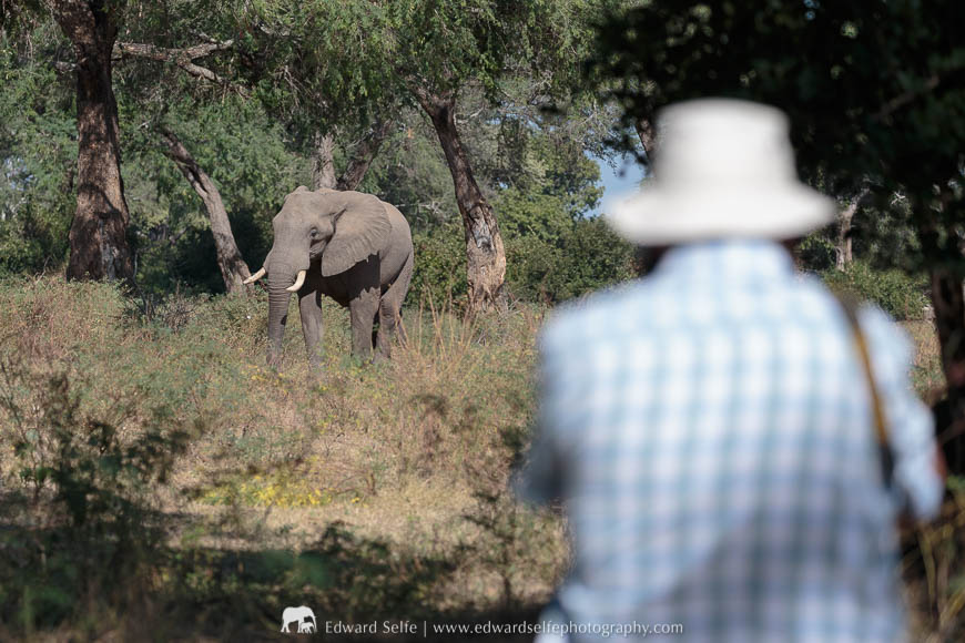 Watching elephants sparring in Mana Pools National Park.