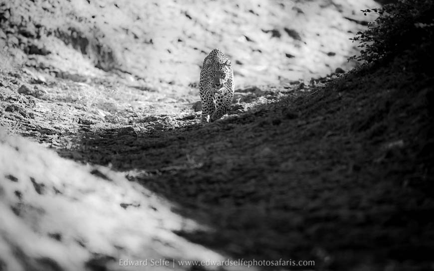 Wildlife image from photo safari with edward selfe.