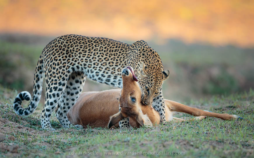 Wildlife image from photo safari with edward selfe in south luangwa national park.