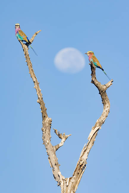 Images of wildlife from photo safari with edward selfe in south luangwa.