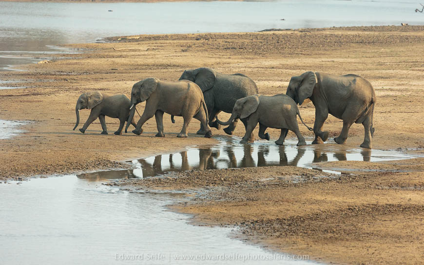 Wildlife image from photo safari with edward selfe in south luangwa national park.