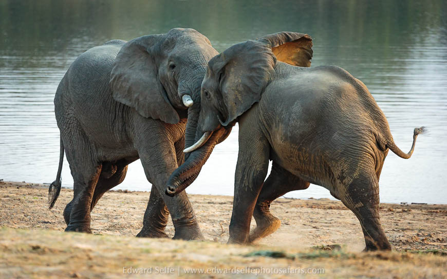 Wildlife image from a photo safari with edward selfe.