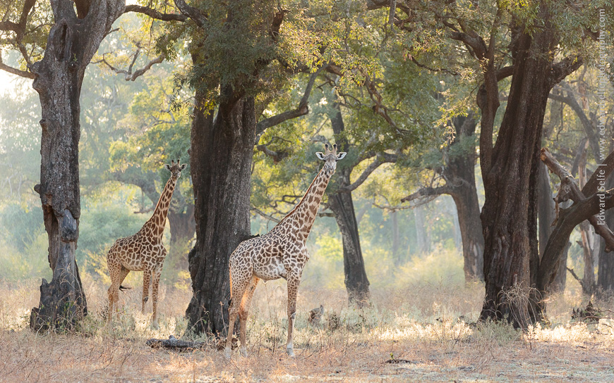 Giraffes photographed in the ebony groves of South Luangwa National Park.