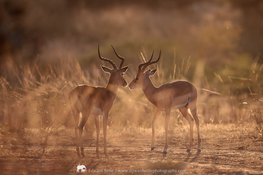 A pair of impalas face off, partially hidden behind some shrubbery in South Luangwa National Park.