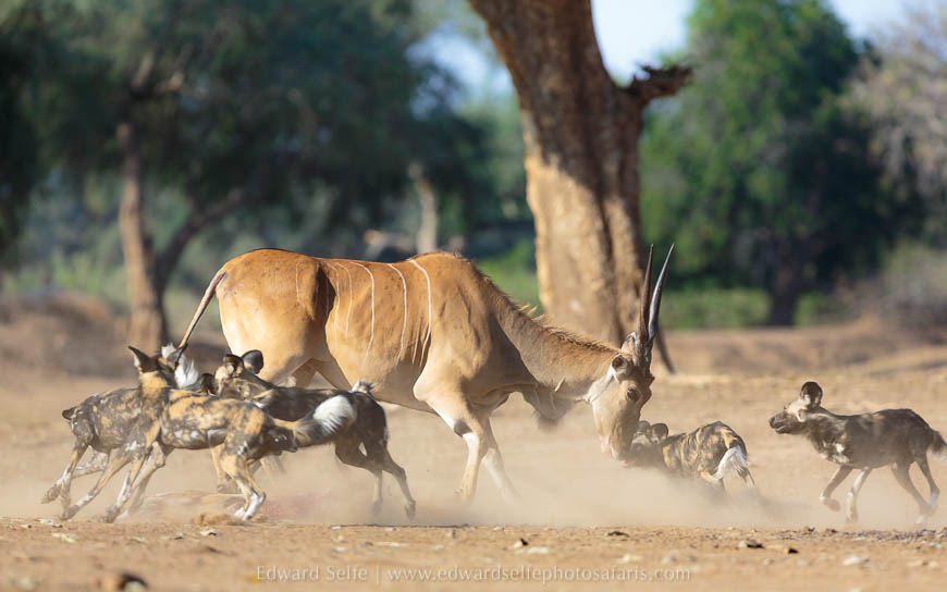 Wildlife image from photo safari with edward selfe in south luangwa national park.
