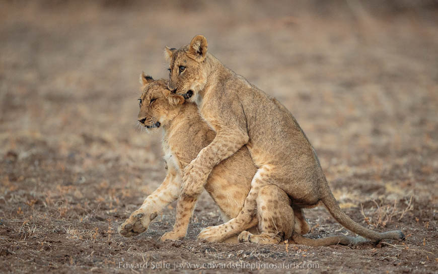 Wildlife image from photo safari with edward selfe in south luangwa national park.