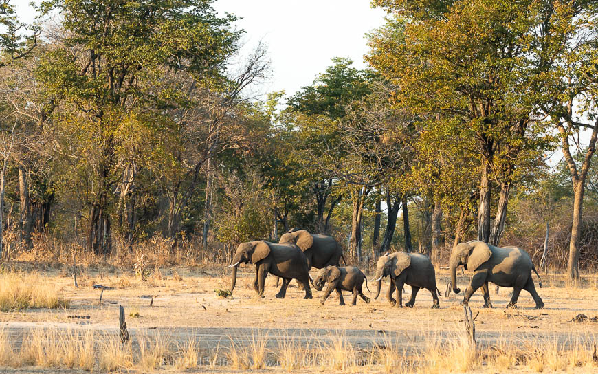 Wildlife image from photo safari with edward selfe in south luangwa national park.