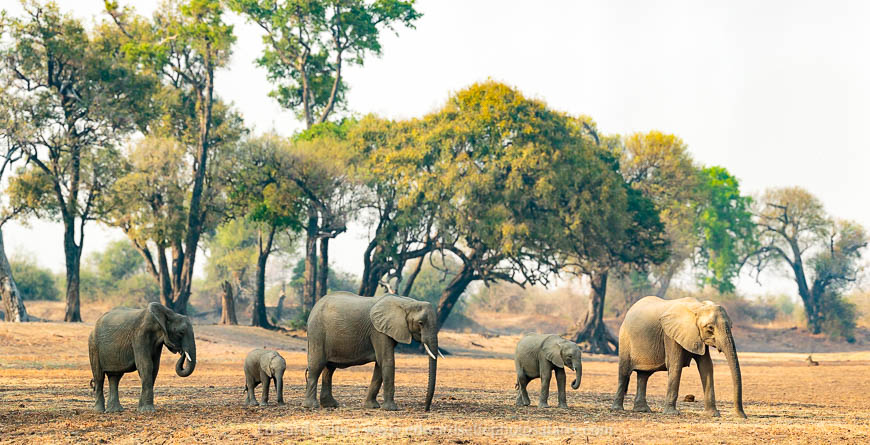 Elephant wildlife image from photo safari with edward selfe.