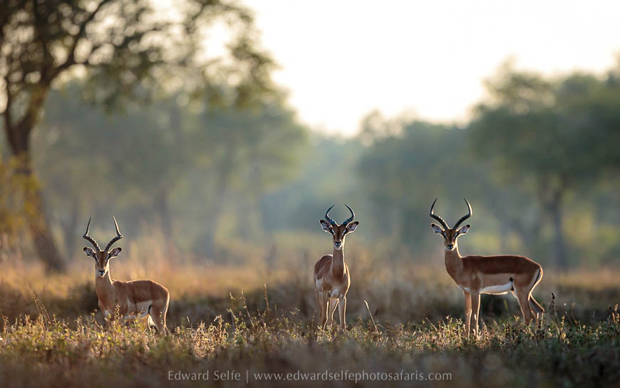 Wildlife image from photo safari with edward selfe in south luangwa national park.