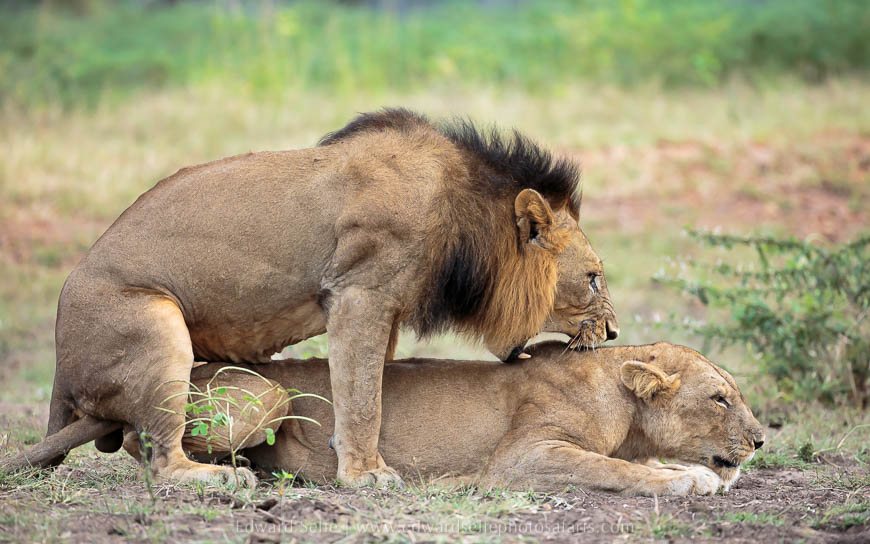 Wildlife image from photo safari with edward selfe.