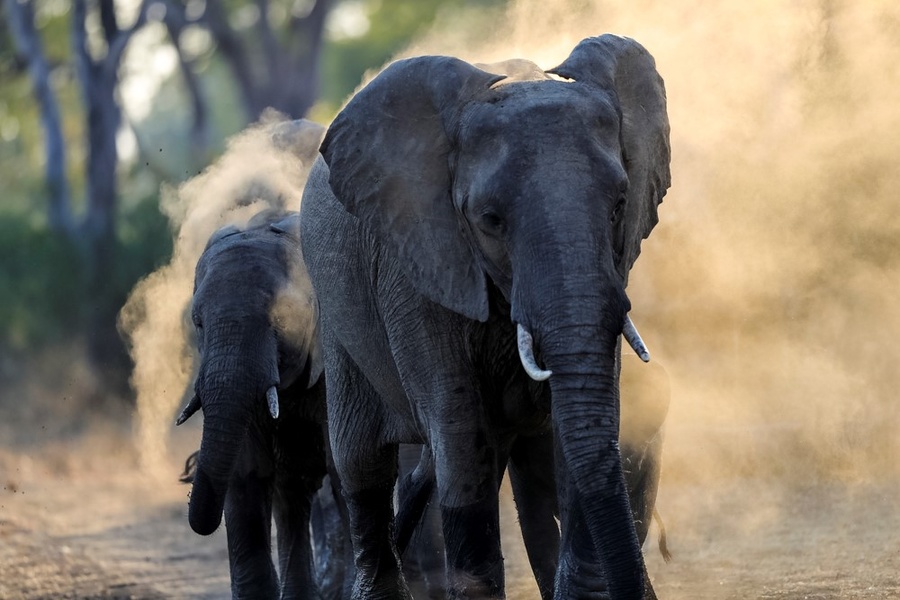 Elephants dustbathing in South Luangwa National Park