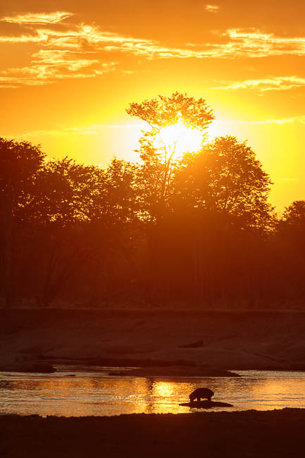 Images of wildlife from photo safari with edward selfe in the south luangwa np.