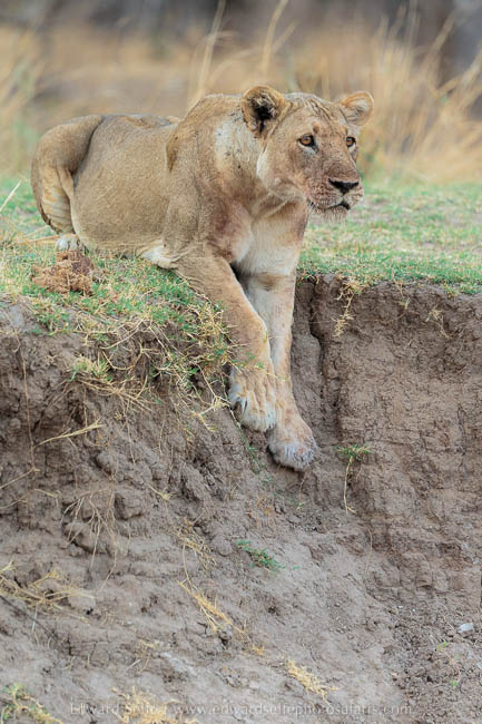 Wildlife image from photo safari with edward selfe in south luangwa national park.