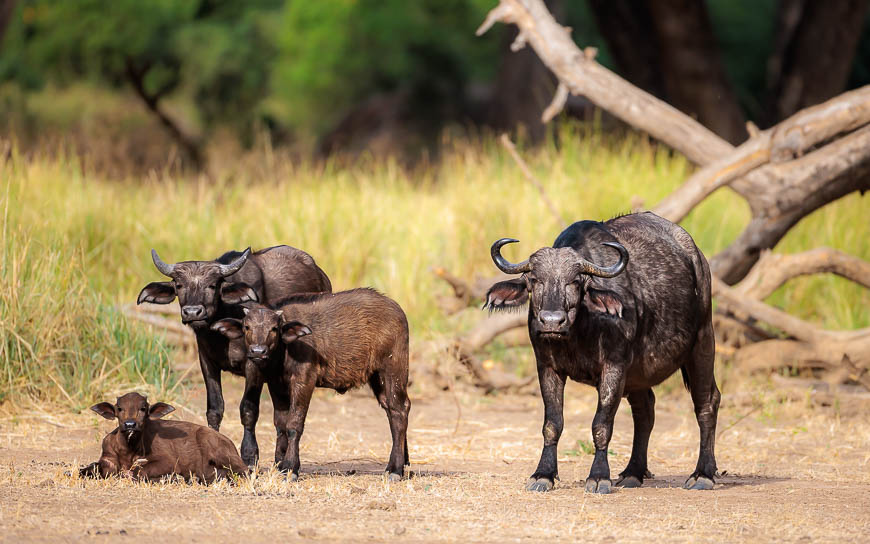 Images of wildlife from photo safari with edward selfe in zambia.