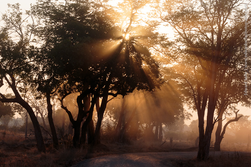 Light bursting through the trees early in the morning on a dusty day.