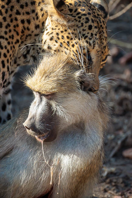 Images of wildlife from photo safari with edward selfe in zambia.