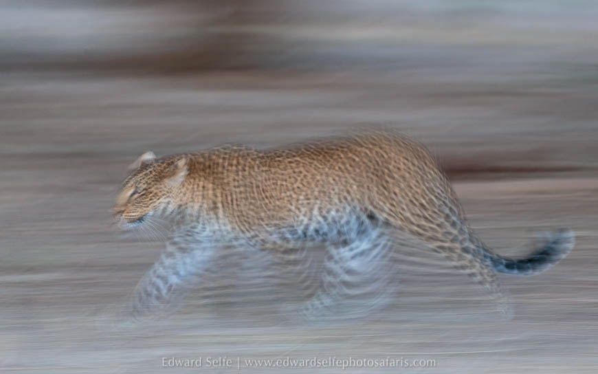 Panning leopard movement shot on photo safari in south luangwa national park.