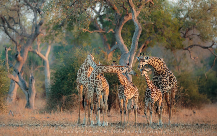 Wildlife image from photo safari with edward selfe in south luangwa national park.