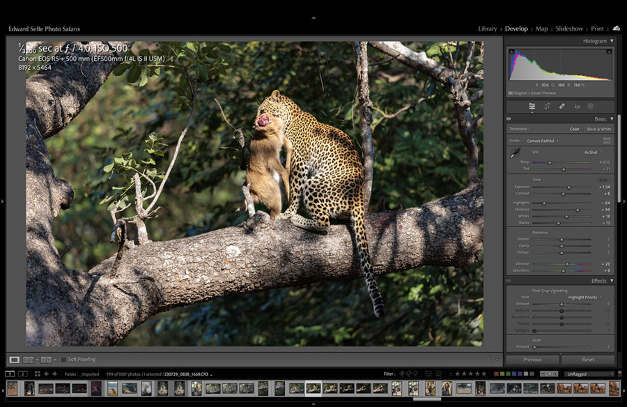 Wildlife image by edward selfe showing the concept of shoot to right.