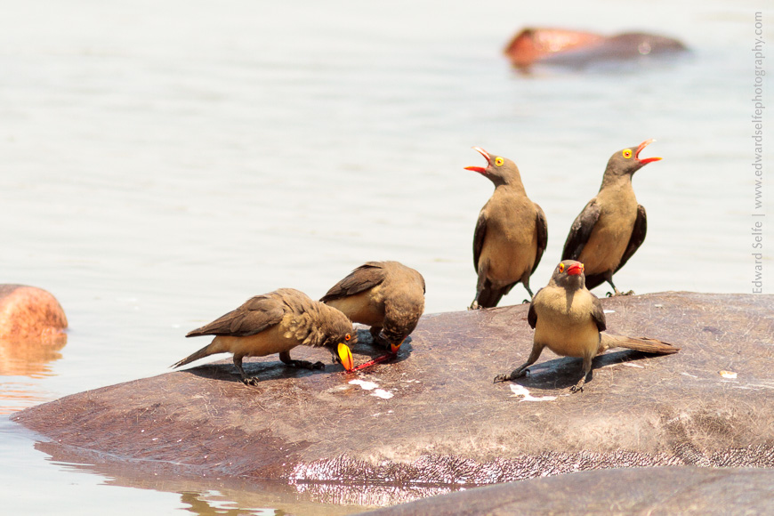 Oxpeckers throng on the backs of hippos in the dry season, taking turns to feed on parasites and open wounds.