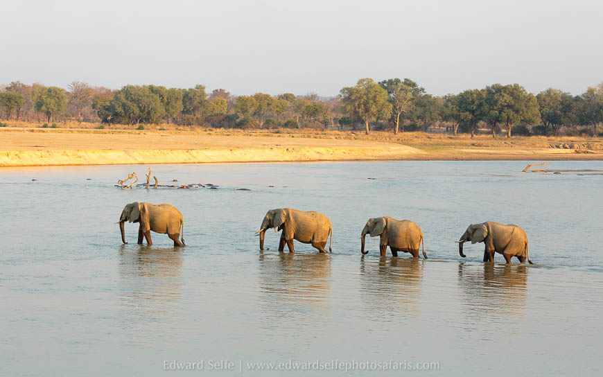 Wildlife image from photo safari with edward selfe in south luangwa national park.