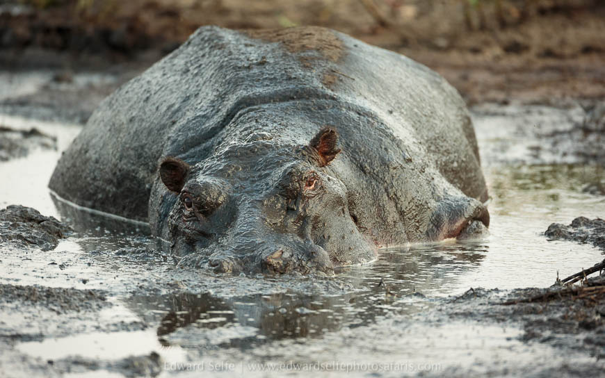 Wildlife image from photo safari with edward selfe safaris.