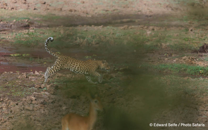 Wildlife image by edward selfe as part of a sequence leopard jumping across channel.