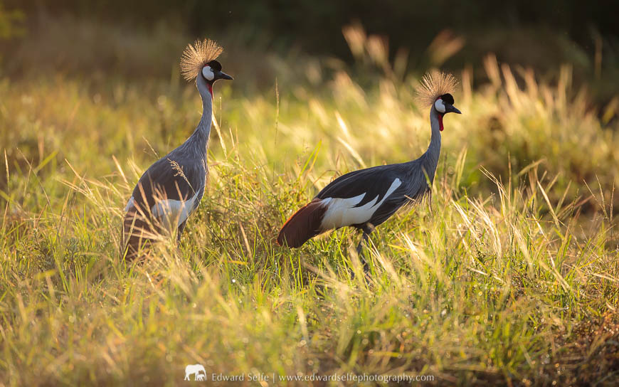 Two Crowned Cranes against the sunrise on a photo safari with Edward Selfe in South Luangwa National Park