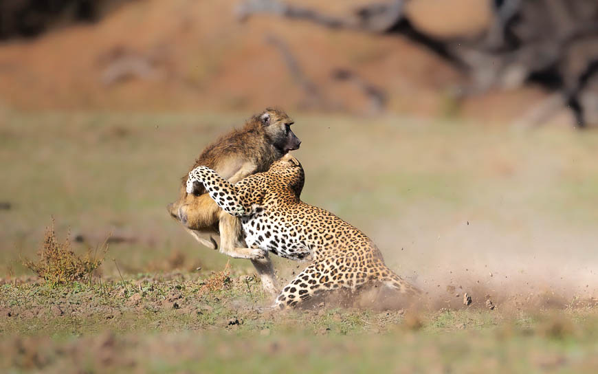 Images of wildlife from photo safari with edward selfe in zambia.