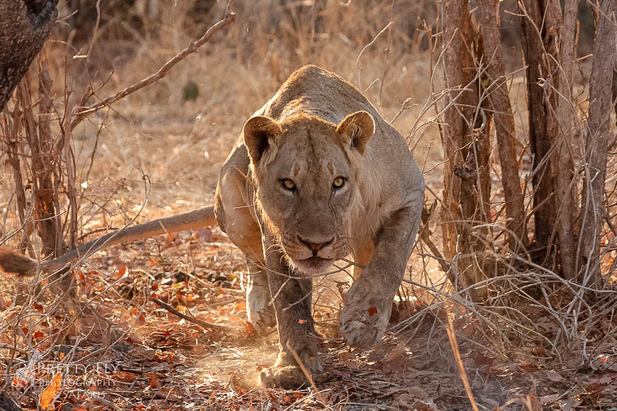 Wildlife image from photo safari with edward selfe in south luangwa national park.