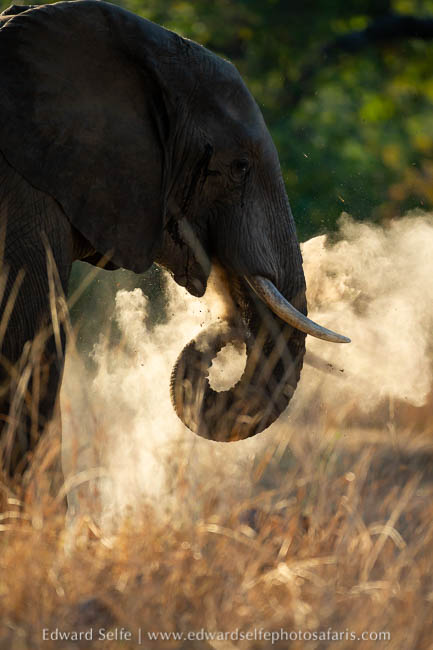 Wildlife image from photo safari with edward selfe.