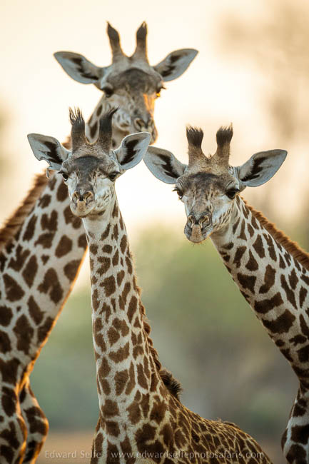 Wildlife image from photo safari with edward selfe in south luangwa national park.