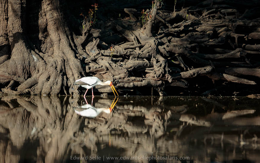 Wildlife image from photo safari with edward selfe in south luangwa national park.