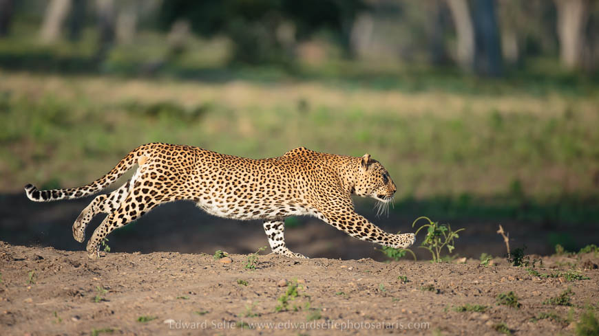 Wildlife image from photo safari with edward selfe.
