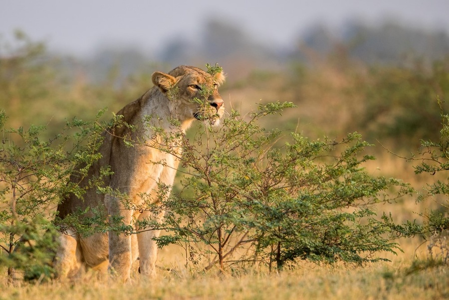 Lioness looking over tall shrubs in South Luangwa National Park