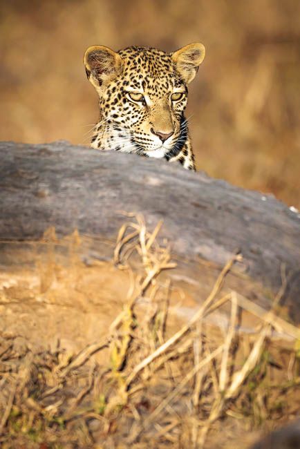 Images of wildlife from photo safari with edward selfe in south luangwa.