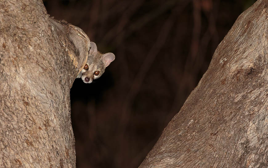 Wildlife image from photo safari with edward selfe in south luangwa national park.