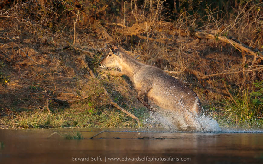 Wildlife image from a photo safari with edward selfe.