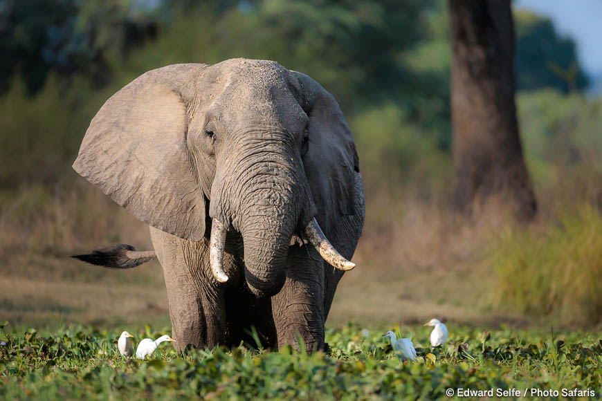 Wildlife image from photo safari with edward selfe.