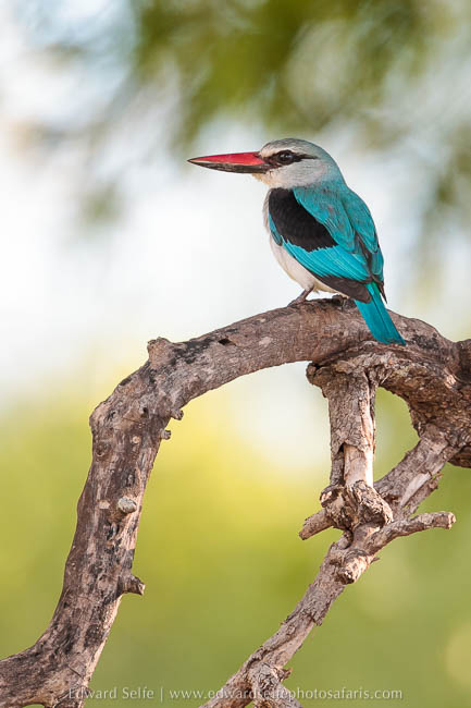 Wildlife image from photo safari with edward selfe in south luangwa national park.