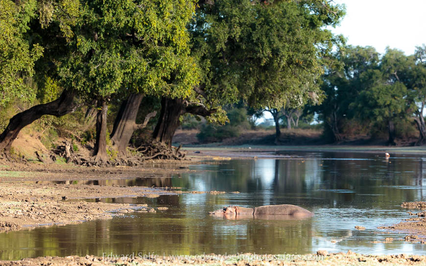 Wildlife image from photo safari with edward selfe.