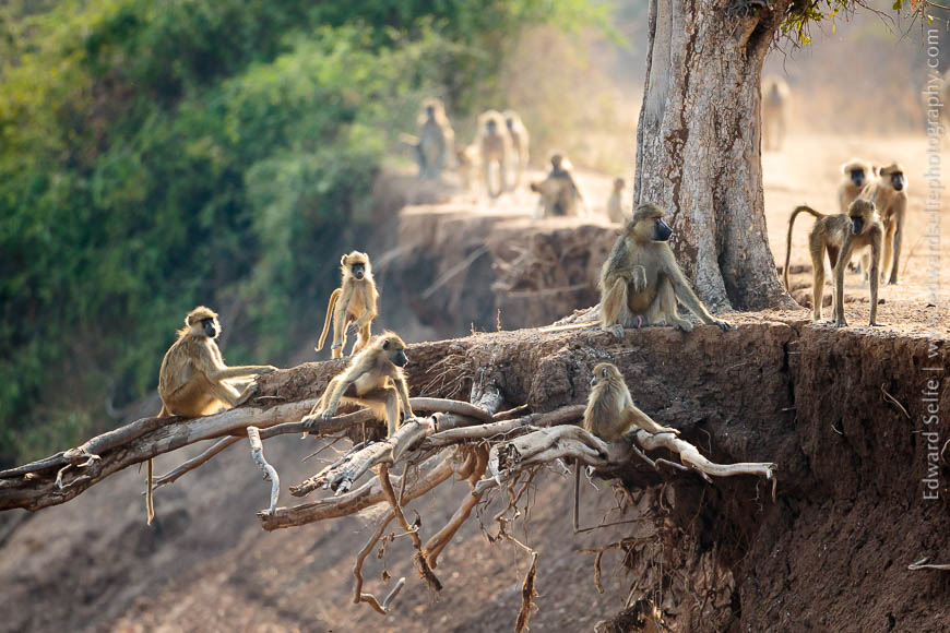 Yellow Baboons play on an overhanging tree in South Luangwa National Park.